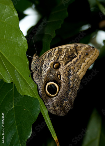 Cockrell Butterfly Center