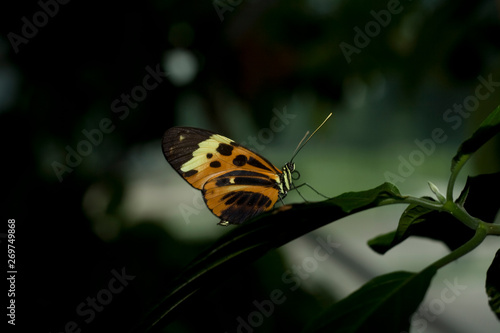 Cockrell Butterfly Center