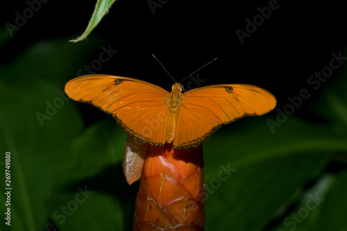 Cockrell Butterfly Center