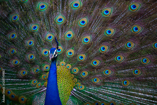 Indian Peacock, peacock feathers, dancing peacock close up, close up of peacock