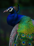 Indian Peacock, Peacock closeup, peacock head, peacock feathers, dancing peacock close up, close up of peacock