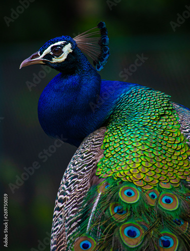 Obraz na plátně Indian Peacock, Peacock closeup, peacock head, peacock feathers, dancing peacock