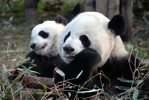 Fototapeta Naklejka Na Ścianę i Meble -  Two pandas at Chengdu Panda Reserve (Chengdu Research Base of Giant Panda Breeding) in Sichuan, China. Giant pandas, pandas, Chengdu, reserve, bamboo.
