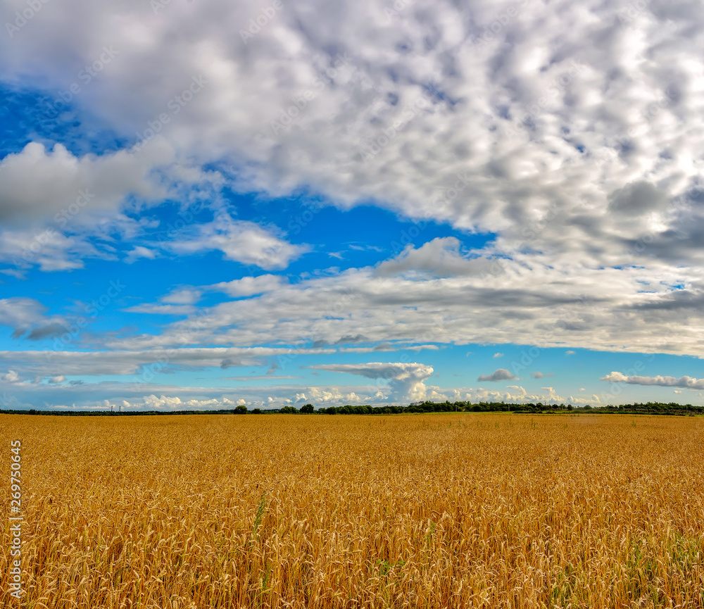 A field of ripened grain before the harvest. A field of ripened grain before the harvest.