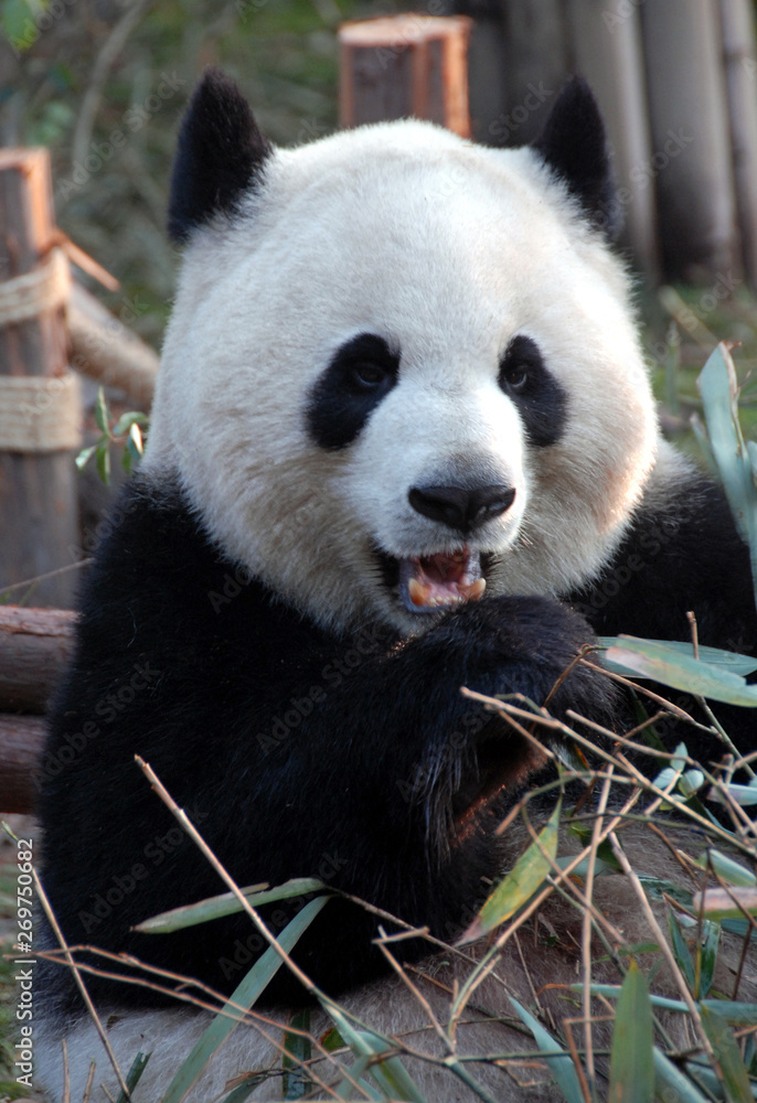 Giant Panda at Chengdu Panda Reserve (Chengdu Research Base of Giant Panda Breeding) in Sichuan, China. Giant pandas, pandas, Chengdu, reserve, bamboo Giant Panda at Chengdu Panda Reserve (Chengdu Research Base of Giant Panda Breeding) in Sichuan, China. Giant pandas, pandas, Chengdu, reserve, bamboo