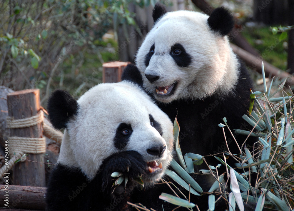 Two pandas at Chengdu Panda Reserve (Chengdu Research Base of Giant Panda Breeding) in Sichuan, China. Giant pandas, pandas, Chengdu, reserve, bamboo. Two pandas at Chengdu Panda Reserve (Chengdu Research Base of Giant Panda Breeding) in Sichuan, China. Giant pandas, pandas, Chengdu, reserve, bamboo.