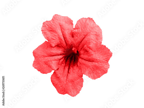 Ruellia tuberosa flower isolated on white backgound with clipping path