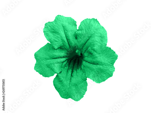 Ruellia tuberosa flower isolated on white backgound with clipping path