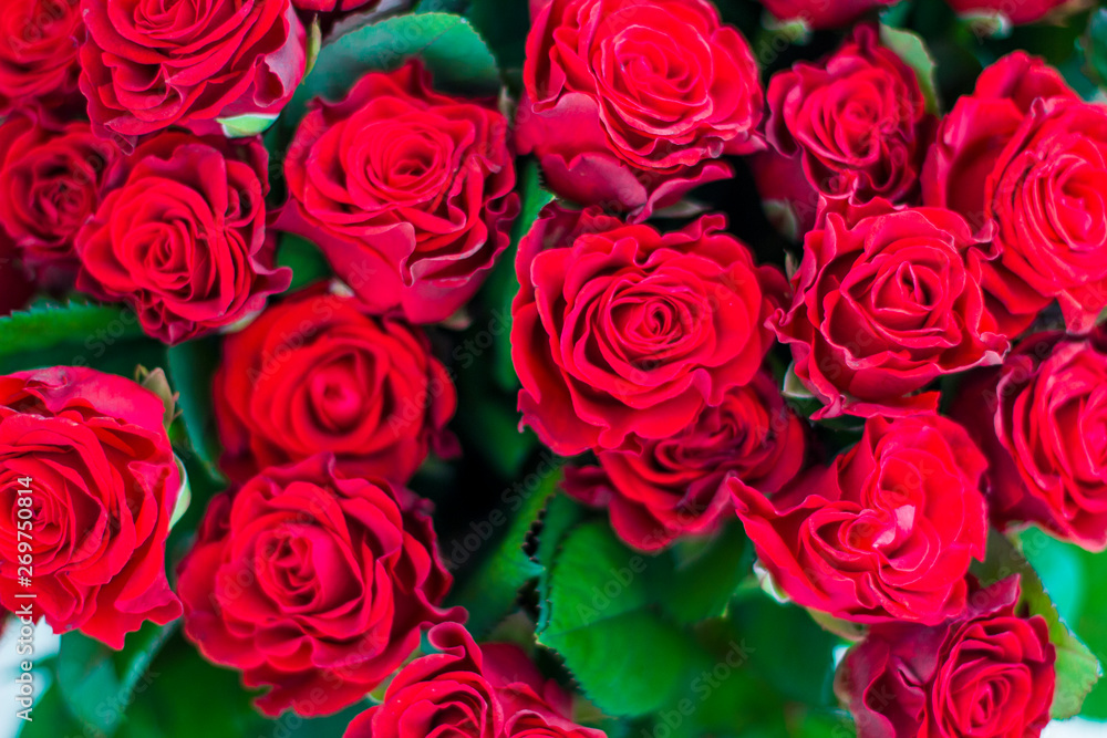 red roses pattern red roses pattern
