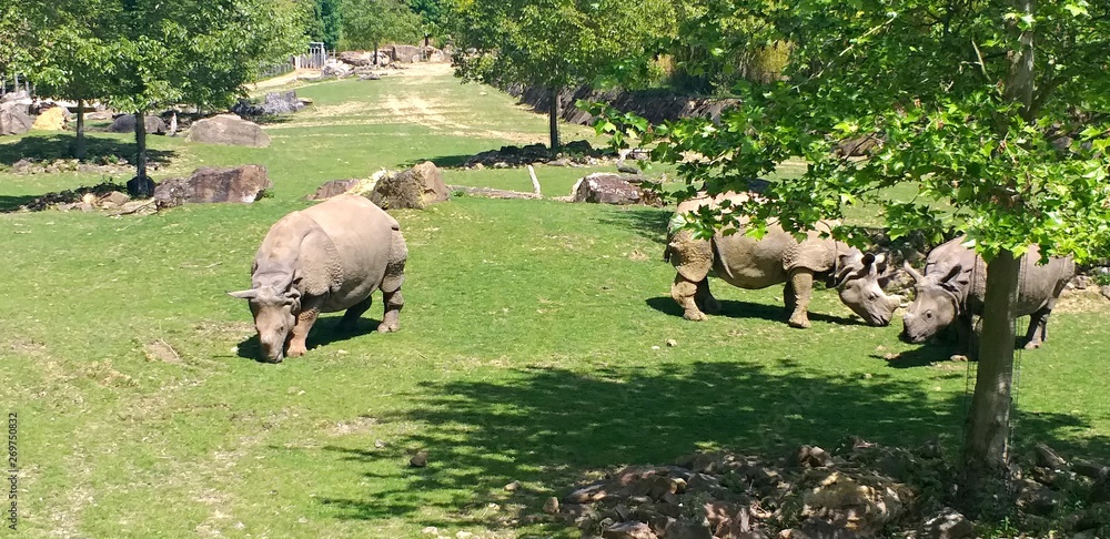 Obraz premium Rhinocéros du zoo 