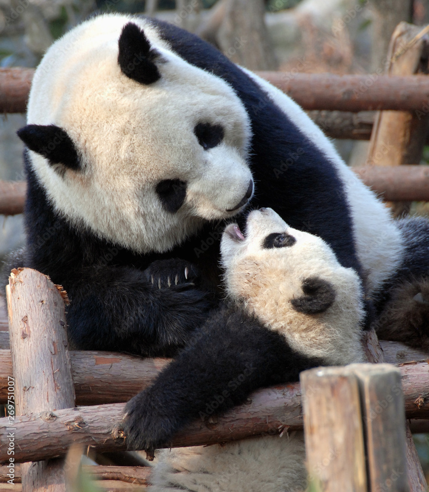 Fototapeta premium Panda mother and cub at Chengdu Panda Reserve (Chengdu Research Base of Giant Panda Breeding) in Sichuan, China. Two pandas looking at each other. Subject: Pandas, Cub, Reserve, Chengdu.