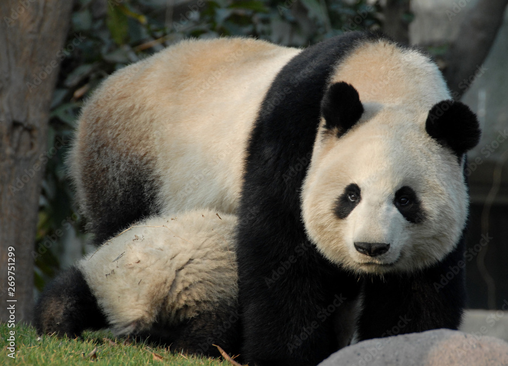 Panda mother and cub at Chengdu Panda Reserve (Chengdu Research Base of Giant Panda Breeding) in Sichuan, China. Two pandas looking at each other. Subject: Pandas, Cub, Reserve, Chengdu. Panda mother and cub at Chengdu Panda Reserve (Chengdu Research Base of Giant Panda Breeding) in Sichuan, China. Two pandas looking at each other. Subject: Pandas, Cub, Reserve, Chengdu.
