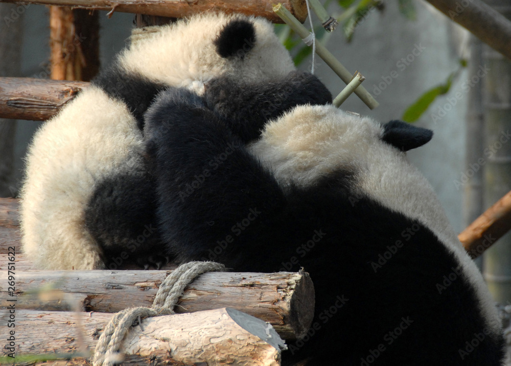 Obraz premium Panda mother and cub at Chengdu Panda Reserve (Chengdu Research Base of Giant Panda Breeding) in Sichuan, China. Two pandas looking at each other. Subject: Pandas, Cub, Reserve, Chengdu.