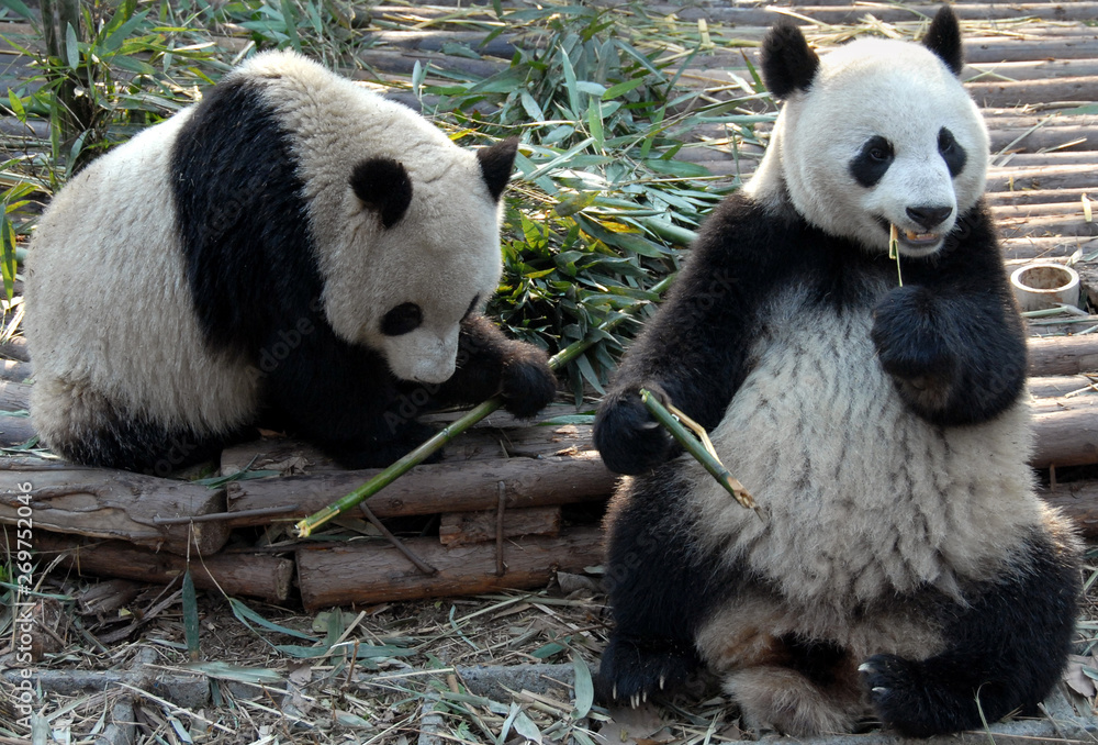 Fototapeta premium Two pandas at Chengdu Panda Reserve (Chengdu Research Base of Giant Panda Breeding) in Sichuan, China. Giant pandas, pandas, Chengdu, reserve, bamboo.