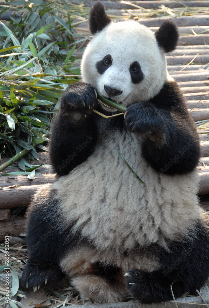 Fototapeta premium Giant Panda at Chengdu Panda Reserve (Chengdu Research Base of Giant Panda Breeding) in Sichuan, China. Giant pandas, pandas, Chengdu, reserve, bamboo