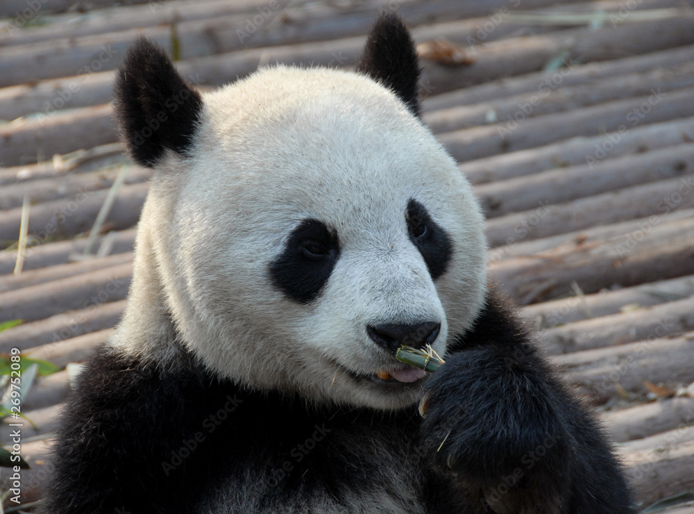 Giant Panda at Chengdu Panda Reserve (Chengdu Research Base of Giant Panda Breeding) in Sichuan, China. Giant pandas, pandas, Chengdu, reserve, bamboo Giant Panda at Chengdu Panda Reserve (Chengdu Research Base of Giant Panda Breeding) in Sichuan, China. Giant pandas, pandas, Chengdu, reserve, bamboo