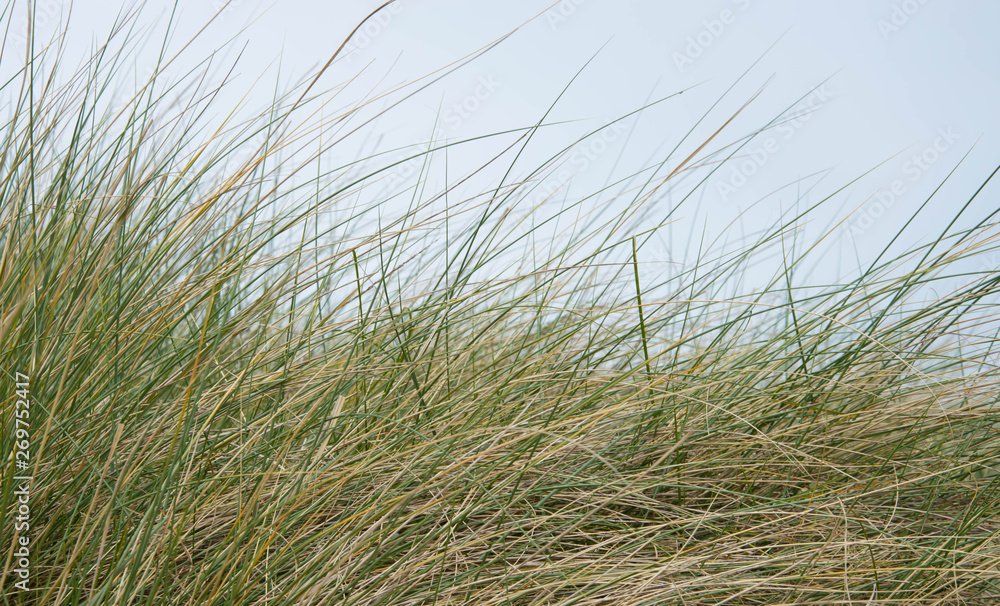 coastal dune grass