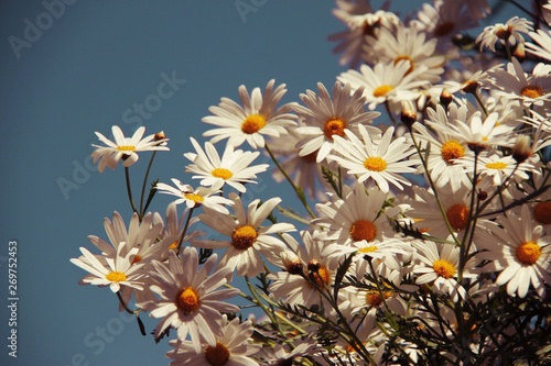 beautiful daisy flower lookig up to the sun on blue sky background, place for text photo