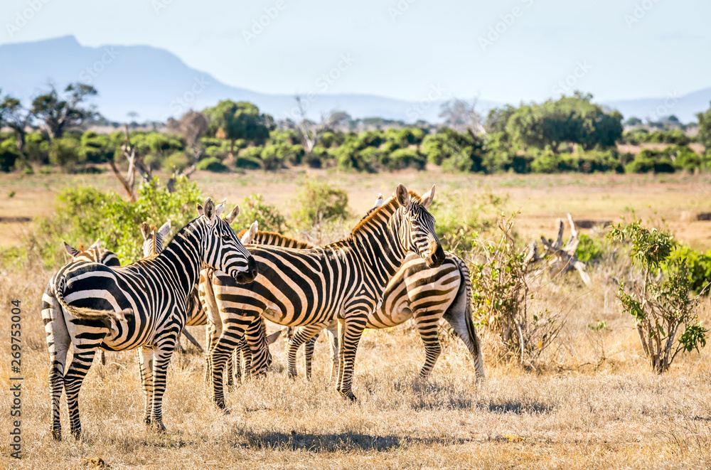 Fototapeta premium African zebras in Kenya