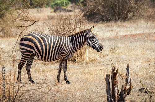 African zebra in Kenya