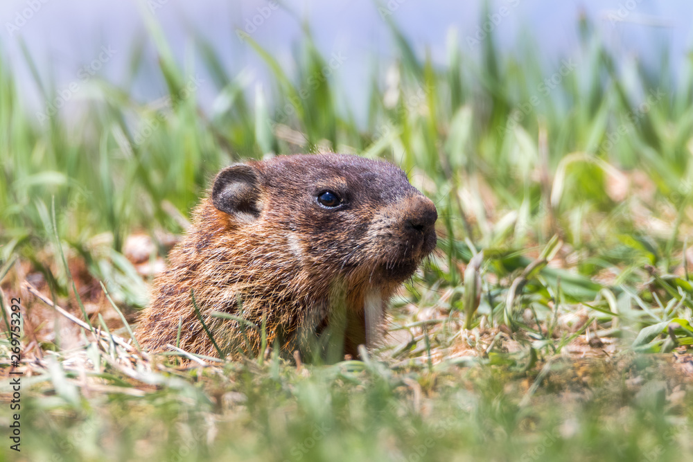 Extreme close-up of groundhog sticking its head out of its hole Extreme close-up of groundhog sticking its head out of its hole