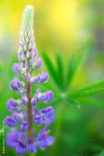 BLue lupine a beautiful wild flower