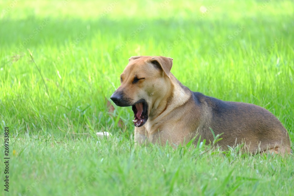 Yawning Thai brown dog sitting in a green grass field with warm light and nature background Yawning Thai brown dog sitting in a green grass field with warm light and nature background
