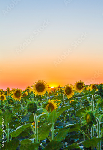 sunflowers in the field