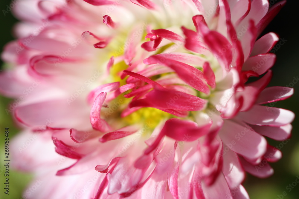 pink flower pink flower