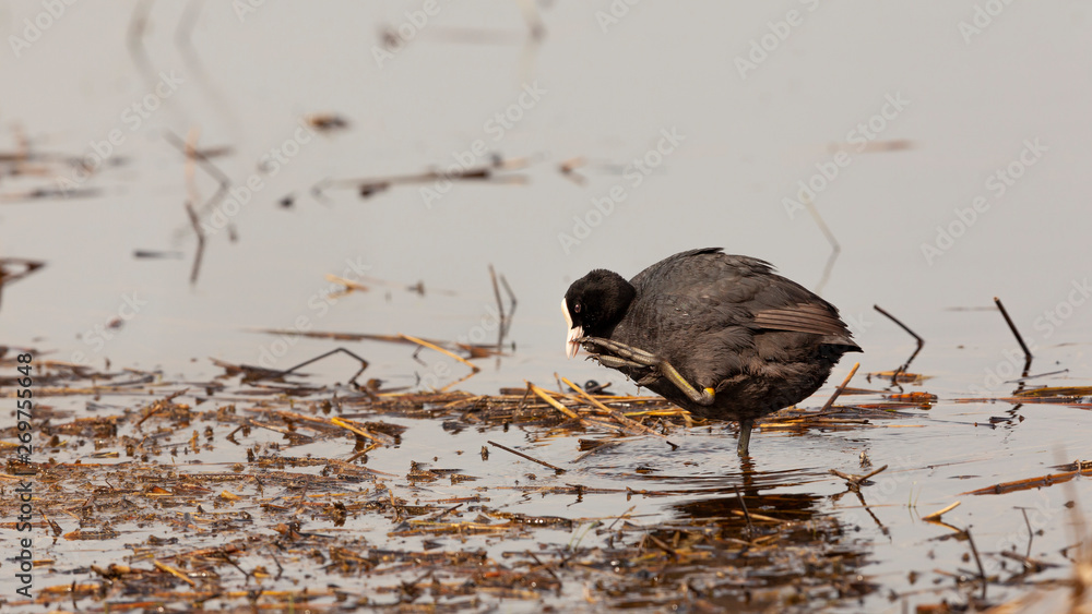 Ein Blässhuhn im Flachwasser zwischen treibenden Schilfstücken Ein Blässhuhn im Flachwasser zwischen treibenden Schilfstücken