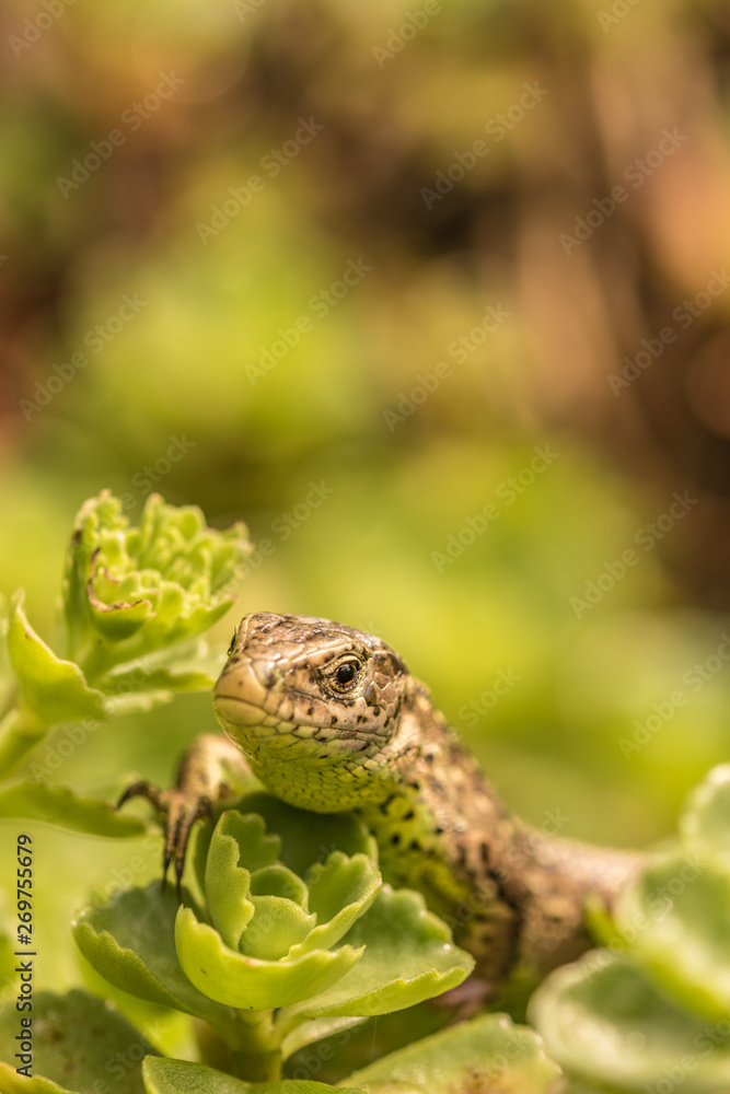 Obraz premium Lizard enjoys the sun