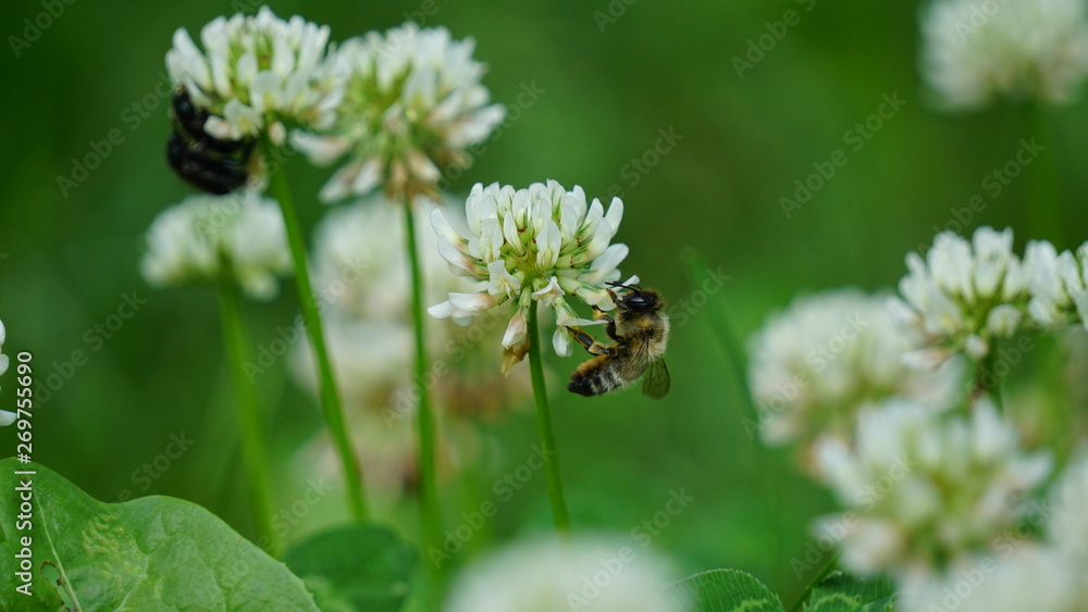 bee on white flower bee on white flower