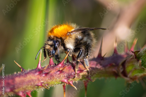 Carder bee on bramble stalk