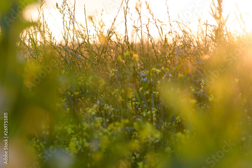 Summer flowers on tHerbs, meadow with dried grass, natural autumn natural background. he meadow