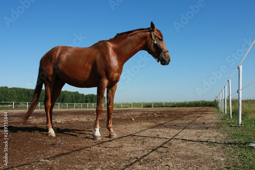 Beautiful brown horse in a paddock in a field on a sunny summer day