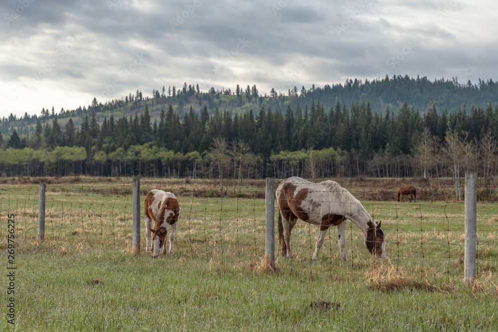Obraz premium Horses on the Stoney Indian Reserve at Morley