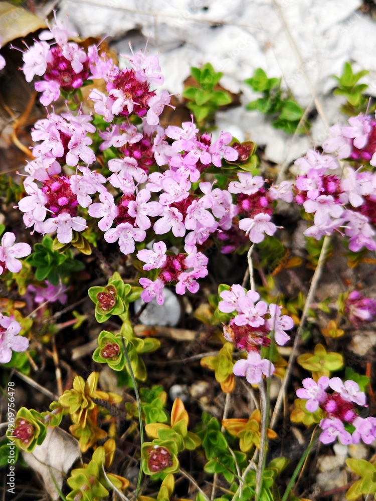 Wild pink flowers - Thymus praecox Wild pink flowers - Thymus praecox