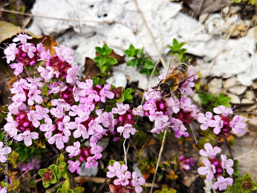 Wild pink flowers - Thymus praecox and bee eating nectar