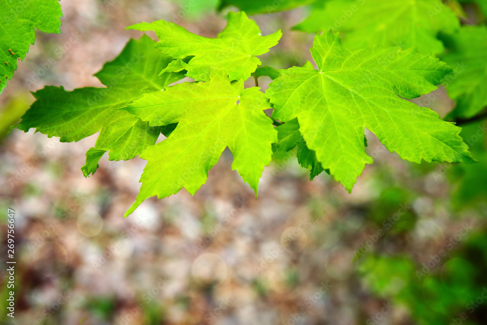Fresh green maple leaves isolated on a blur background. Fresh green maple leaves isolated on a blur background.