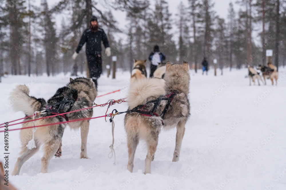 Sledding with husky dogs in Lapland Finland Sledding with husky dogs in Lapland Finland
