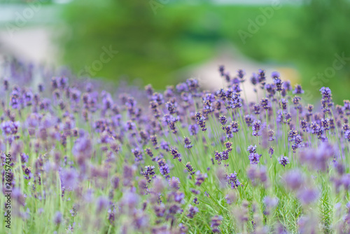 lavender field in Hokkaido