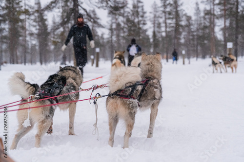 Sledding with husky dogs in Lapland Finland