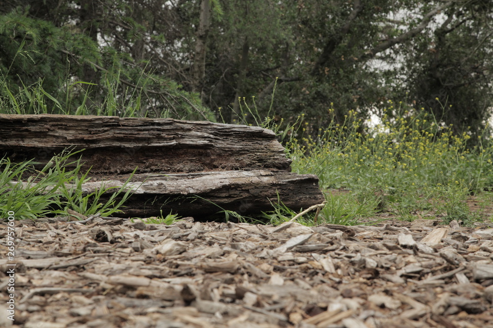 fallen tree in the woods