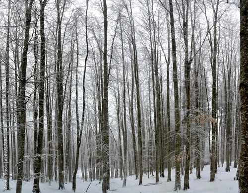 landscape in a deciduous forest in winter