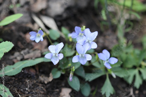 Small blue flower