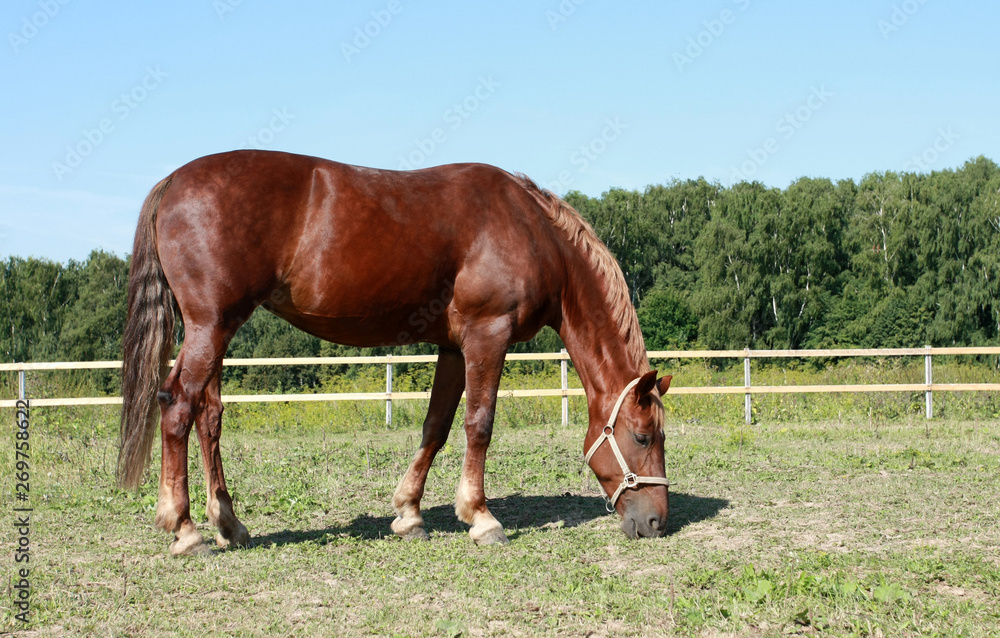 A beautiful brown horse in a pen is grazing in a field on a sunny summer day A beautiful brown horse in a pen is grazing in a field on a sunny summer day