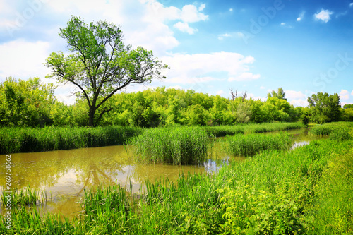 pond and water plants at summer day