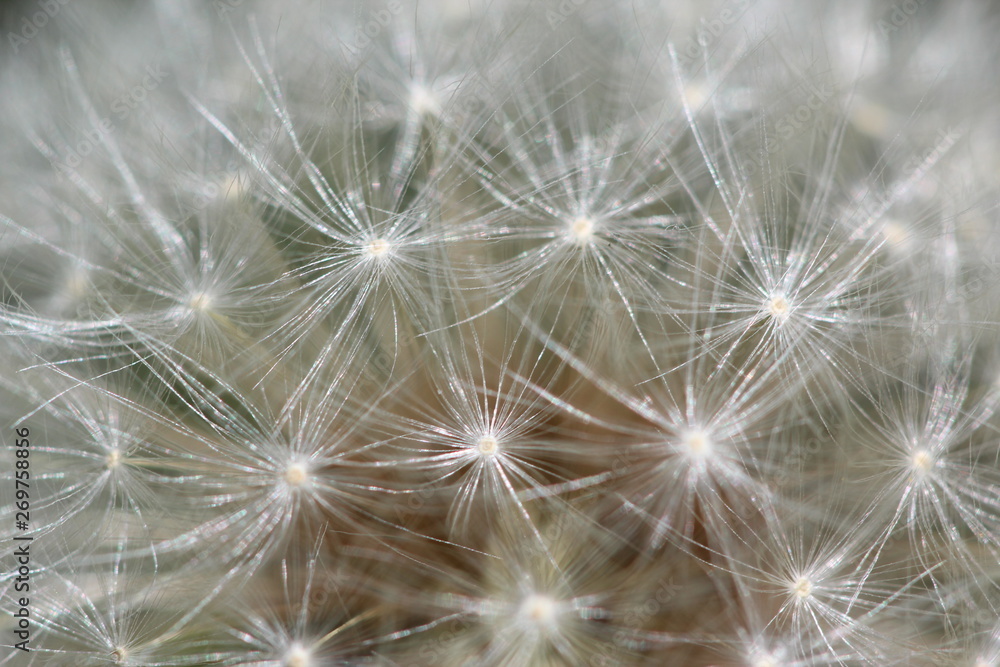 Naklejka premium dandelion on black background