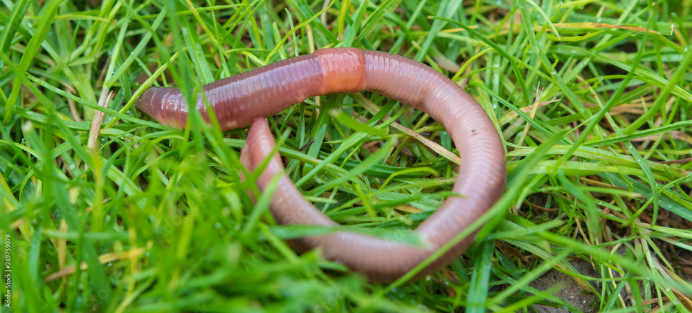 Fototapeta premium Regenwurm