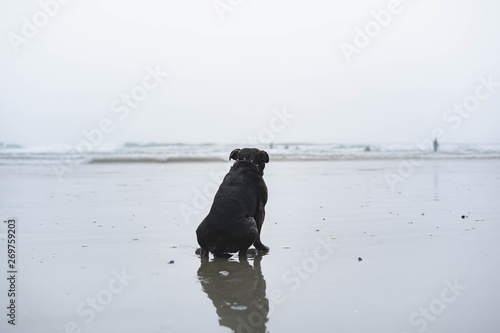 Fototapeta Naklejka Na Ścianę i Meble -  Surfer's Best Friend Waits Patiently On The Beach
